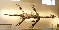 The Barrow Kipper plesiosaur skeleton