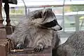 Raccoon