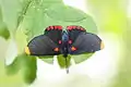 Red-bordered Pixie (Melanis pixe)