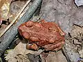 A young American toad