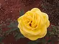 A yellow rose