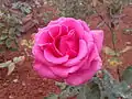 Rosa gallica