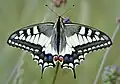 Papilio machaon