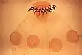Tapeworm with four suckers and two rows of hooks