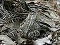Back of eastern American toad with markings and warts