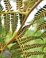 Tree fern Spores San Diego