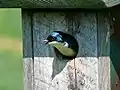 A tree swallow peeking out of a birdbox.