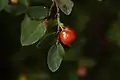 Leaves and fruit