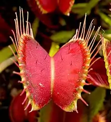 The snap traps of the Venus flytrap offer a dummy flower to insects.