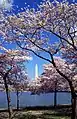 Sakura trees in Washington, D.C.