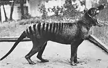 "Benjamin", the last known thylacine, photographed in 1933.