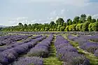 A contemporary photo of the region's famed lavender fields.