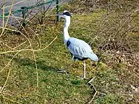 Heron in Zagreb Zoological Garden, Croatia