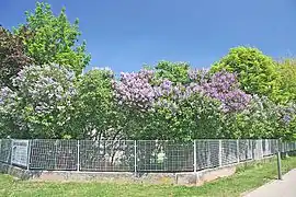 Syringarium with trees in blossom