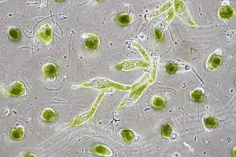 Chlorella vulgaris, a common green microalgae, in endosymbiosis with a ciliate