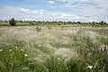 Yelanets Steppe Nature Reserve