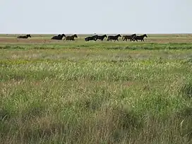 The Pontic–Caspian steppe in Henichesk, Ukraine.