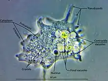 Mayorella (Amoebozoa, Discosea)