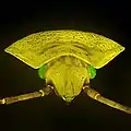 Green shield bug. Microscope Lumam P-8