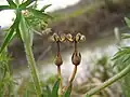 Geranium dissectum