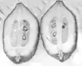 Cross section of Diamante citron, to check for genetic purity