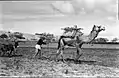 Nitzanim ploughing 1945