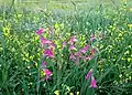 Wild Gladiolus italicus in Behbahan