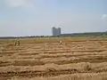 A view of paddy field from Thrissur district