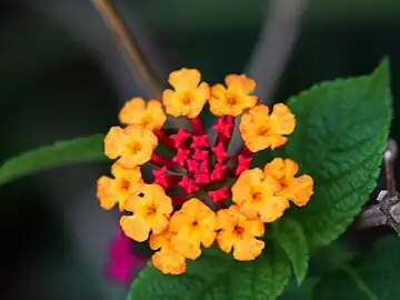 Ring of yellow flowers