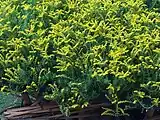 Sedum lineare