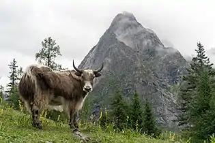 A yak at Mount Siguniang Scenic Area, Sichuan, China