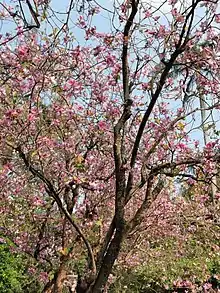 Bauhinia variegata is almost leafless during flowering.  Bauhinia purpurea and Bauhinia blakeana, which are often confused with B. variegata, are leafy during flowering.