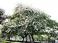 Ceiba speciosa, white flowers