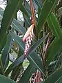 A. zerumbet inflorescence protected by two bracts before flower bloom