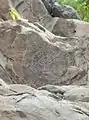 Petroglyph of a sun deity.