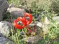 Helan wildflower: scarlet-flowered Lilium species.