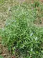 Growing in Shangri-La, Yunnan province, China