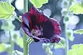 Hollyhock 'Blacknight'