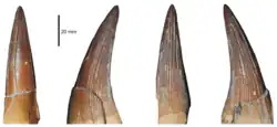 Four angle view of a fossil tooth of a pliosaur on a white background.