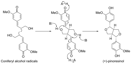 (+)-Pinoresinol biosynthesis