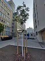 Triangular tree shelter made from thin logs