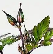 Flower buds