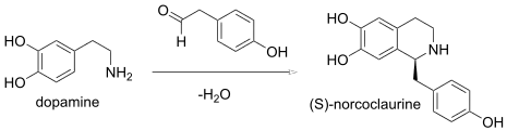 1,2,3,4-Tetrahidroisoquinolines biosynthesis: in (S)-norcoclaurine synthase, the two substrates are 4-hydroxyphenylacetaldehyde and 4-(2-aminoethyl)benzene-1,2-diol, whereas its two products are (S)-norcoclaurine and H2O.