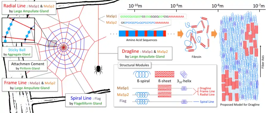 Schematic of the spider's orb web, structural modules, and spider silk structure. On the left is shown a schematic drawing of an orb web. The red lines represent the dragline, radial line, and frame lines. The blue lines represent the spiral line, and the centre of the orb web is called the "hub". Sticky balls drawn in blue are made at equal intervals on the spiral line with viscous material secreted from the aggregate gland. Attachment cement secreted from the piriform gland is used to connect and fix different lines. Microscopically, the spider silk secondary structure is formed of spidroin with the structure shown on the right side. In the dragline and radial line, a crystalline β-sheet and an amorphous helical structure are interwoven. The large amount of β-spiral structure gives elastic properties to the capture part of the orb web. In the structural modules diagram, a microscopic structure of dragline and radial lines is shown, composed mainly of two proteins of MaSp1 and MaSp2, as shown in the upper central part. The spiral line has no crystalline β-sheet region.