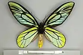 A ventral/underside view of an adult male Queen Alexandra's birdwing showing the striking yellow abdomen and black veined wings with yellow and turquoise markings.