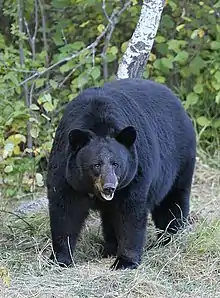 American black bear (Ursus americanus) near Riding Mountain Park, Manitoba, Canada