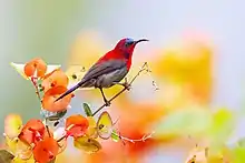 sunbird with brownish body, bright red head, throat, and upper back, and blue forehead