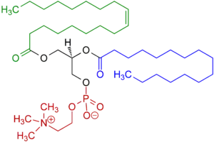 Example of a phosphatidylcholine