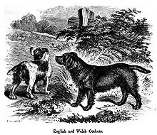 "A drawing of two dogs in black and white. They are the same size, but one is red and dark, while the other appears to be a solid dark colour."