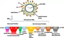 Hepacivirus structure and genome